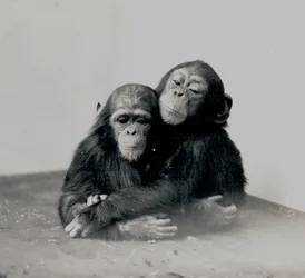 Johnnie et un ami, deux chimpanzés du zoo de Londres, 1923